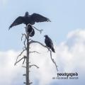 Soulgrind - Ad Pulchram Mortem